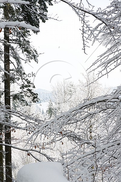 Winter, snow, wood, Background
