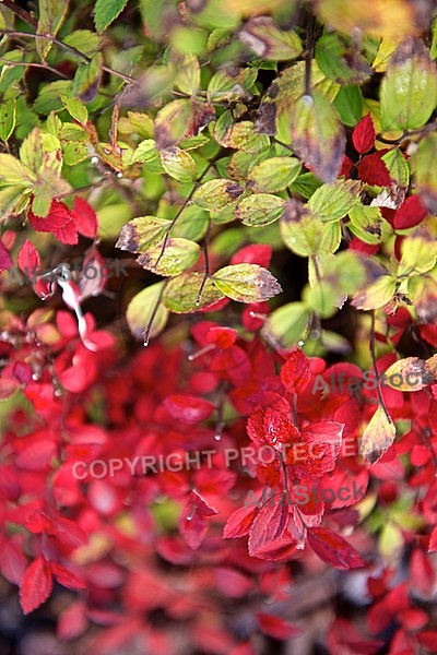 Autumn leaf color