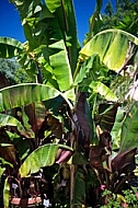 Banana tree 