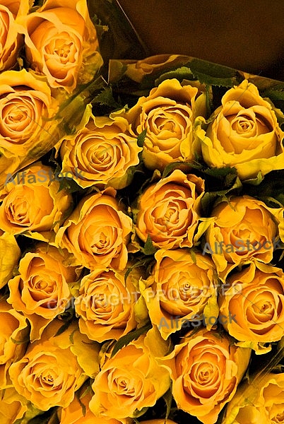 Beautiful floral yellow rose background