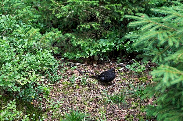 Black bird in the forest