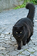 Black cat on the paving