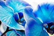 Blue orchid, Orchidaceae