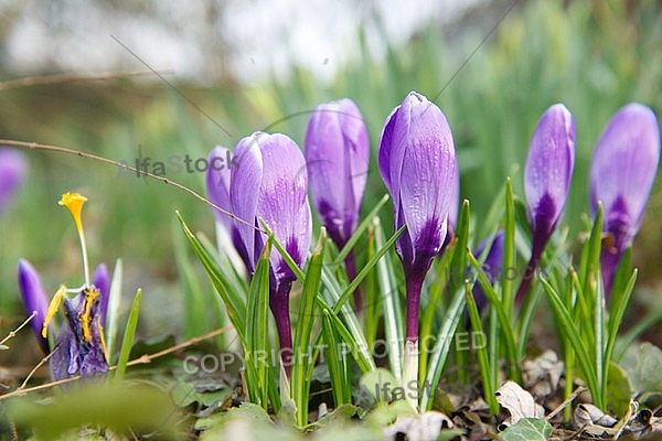 Crocus flower