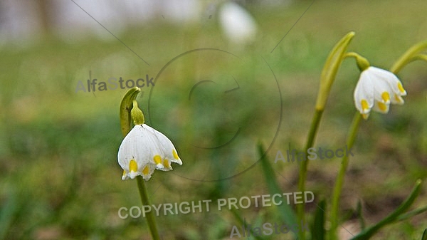 Flowers, plants, background