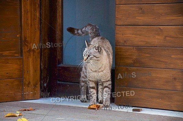 It is a gaudy cat in a door