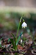 Snowdrop- spring white flower Galanthus nivalis