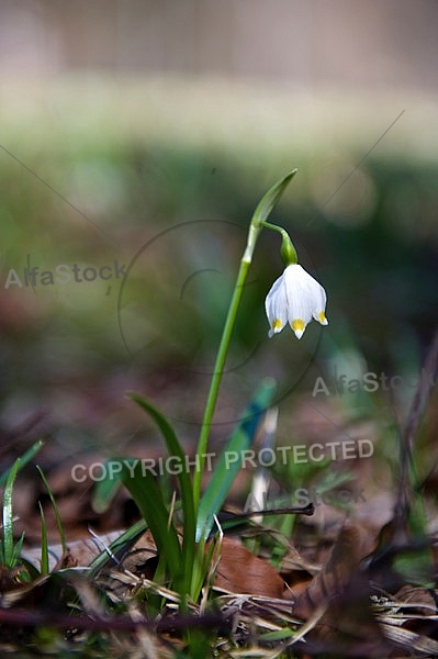 Snowdrop- spring white flower Galanthus nivalis