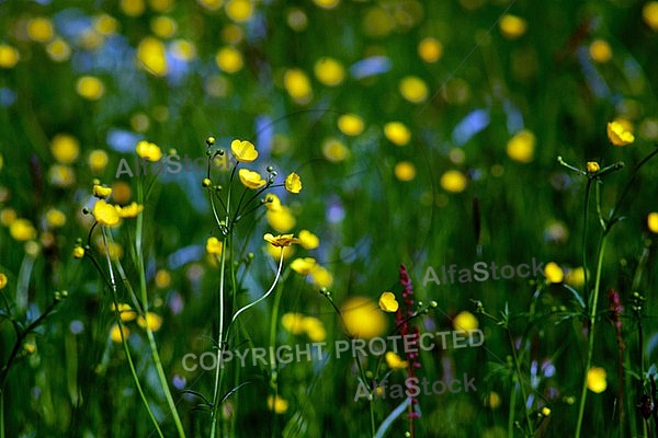 Spring, flowers, plants, background
