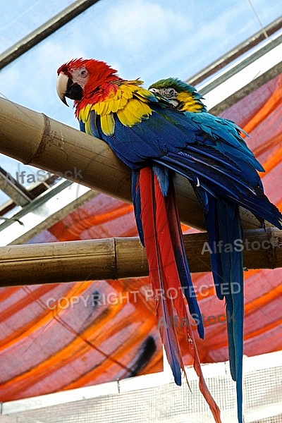True parrot