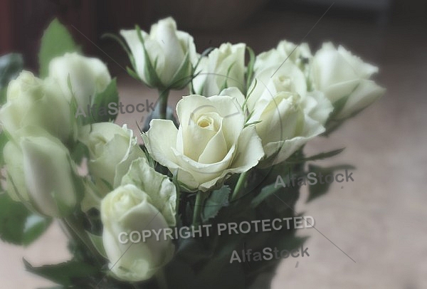 White roses