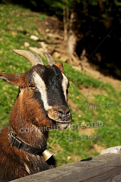 Wild Goat
