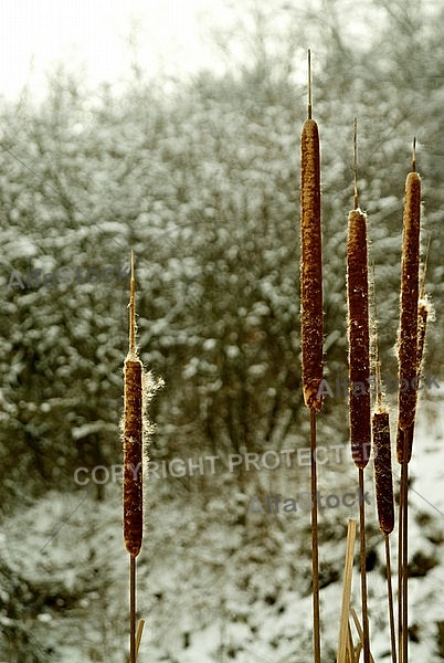 Winter Cattails with Snow Frost