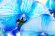 Blue orchid, Orchidaceae