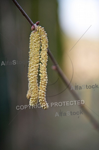 Male flowers of Common Hazel in early spring