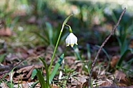 Snowdrop, spring white flower. Galanthus nivalis