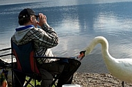 The fisherman and the swan