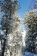 Winter, Snow, Wood, Background