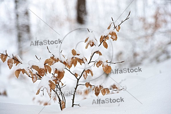 Winter, snow, wood, Background