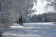 Winter, snow, wood